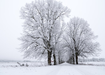 Fototapeta na wymiar Country road in winter