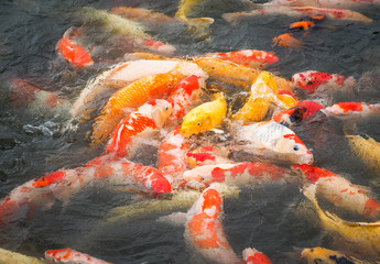 The beautiful carp koi fish swimming in pond in the garden. 