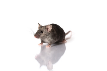grey mouse isolated on white background