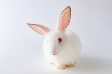 Fototapeta na wymiar White rabbit in easter animal concept