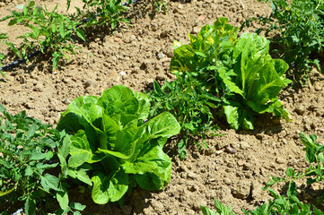 drip irrigation system, lettuce in the organic hobby garden, lettuce plant in the mature amateur hobby garden,
