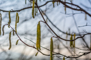 Hasel Strauch - Pollen im Fr&uuml;hling