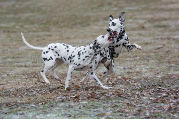 Two young beautiful Dalmatian dogs running outdoors in winter
