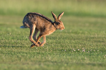 Hare - Stow Maries Aerodromw