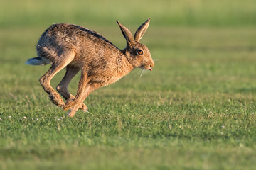 Hare - Stow Maries Aerodromw