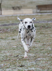 Adorable black Dalmatian dog outdoors in winter