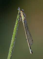 Common Blue Damselfly - Tamar Lakes