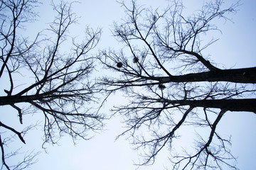 Fototapeta na wymiar huge tree branches with misletoe