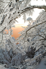 valley view through snowy branches of tree at sunset