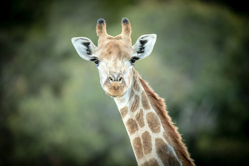 Naklejka premium Portrait of a giraffe