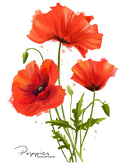 Obraz premium Poppies flowers and splashes of watercolor painting