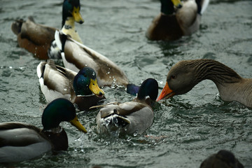 Enten beim füttern
