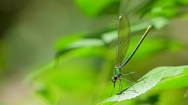 A dragonfly close-up sits on a leaf.