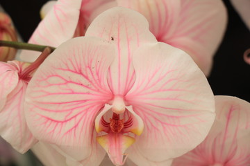 Fototapeta na wymiar Phalaenopsis orchid plant