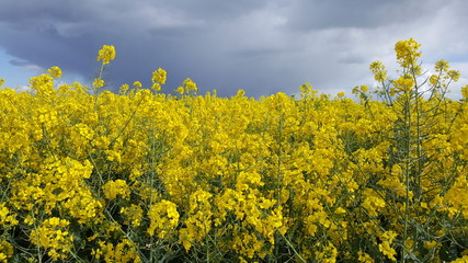 yellow field of oilseed rape
