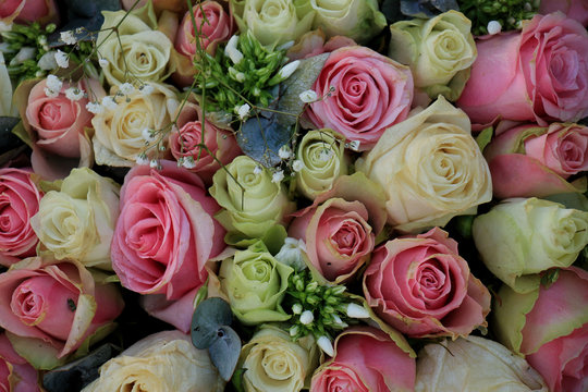 Group of Pink roses
