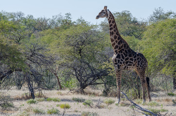 Giraffe im Etosha Nationalpark Namibia
