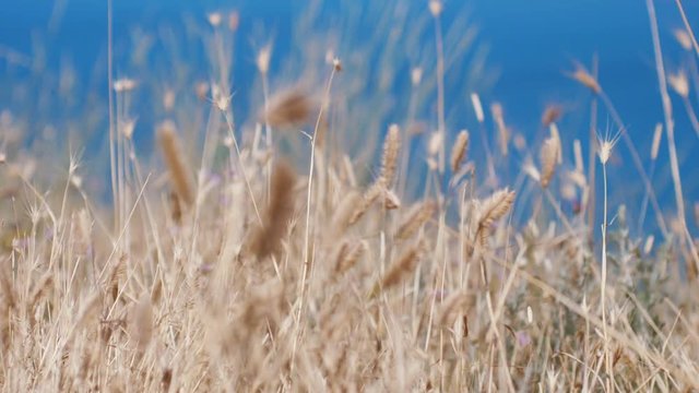 Oats spikelets on the background of the blue sea in Crimea. 3840x2160