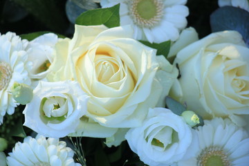 White bridal roses