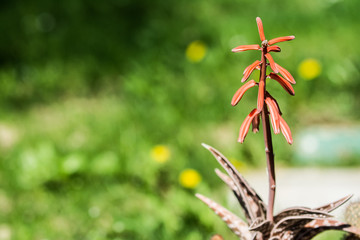 Piante e fiori