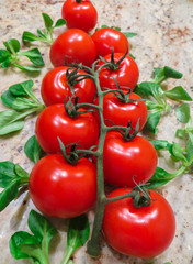 Lovely fresh small red tomatoes on a branch in the green.