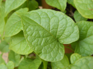 heart shape leaf