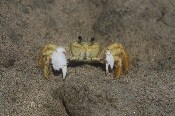 Ocypode quadrata (crabe jaune)