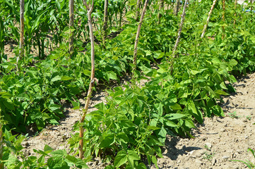 drip irrigation system, green beans in organic hobby garden, square bean gardens, amateur hoby garden ready to yield,
