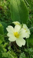 Wild primrose macro found in British woodland