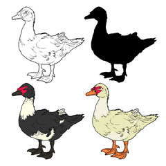 Set of Cairina moschata duck outline, silhouette and two different colors isolated on white background. Suitable for coloring or illustration for a farm selling poultry meat