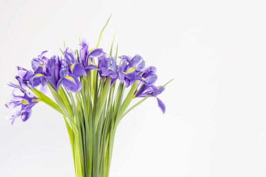 Holiday greeting card for Valentine's Day, Woman's Day, Mother's Day, Easter! Violet Irises xiphium in the vase