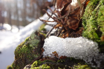 neve su muschio