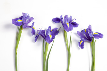 the Violet Irises xiphium (Bulbous iris, Iris sibirica) on white background with space for text. Top view, flat lay. Holiday greeting card for Valentine's Day, Woman's Day, Mother's Day, Easter!