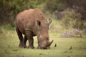 Crédence en verre imprimé Rhinocéros Le pâturage des rhinocéros blancs