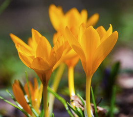 Obraz premium Beautiful yellow crocus flowers closeup