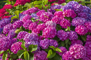 Bush of Hortensia flowers