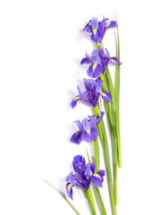 de Violet Irissen xiphium (Bulbous iris, Iris sibirica) op witte achtergrond met ruimte voor tekst. Bovenaanzicht, plat gelegd. Vakantie wenskaart voor Valentijnsdag, Vrouwendag, Moederdag, Pasen!