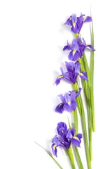 Fototapete Iris die violette Iris xiphium (Knolle Iris, Iris sibirica) auf weißem Hintergrund mit Platz für Text. Ansicht von oben, flach. Urlaubsgrußkarte zum Valentinstag, Frauentag, Muttertag, Ostern!