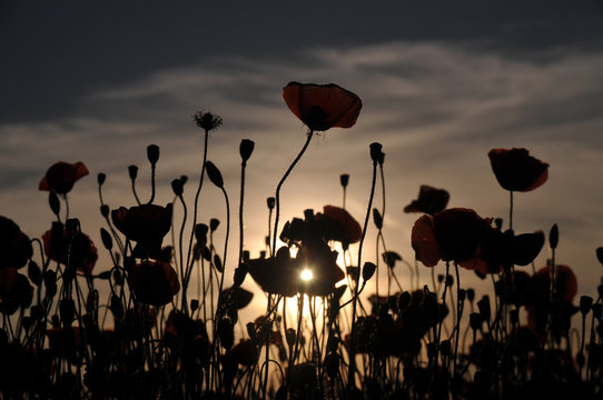 The contours of Poppy at sunset