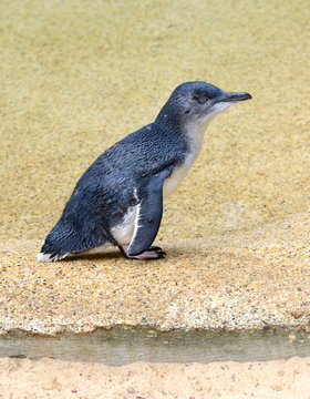 Little Penguin also known as Blue Penguin found in coastal areas in Australia near Sydney and Melbourne as well as New Zealand