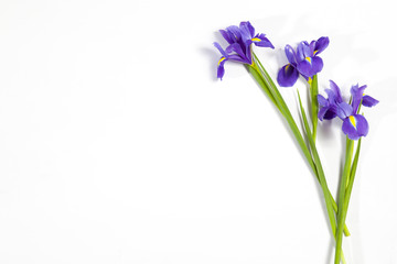 de Violet Irissen xiphium (Bulbous iris, Iris sibirica) op witte achtergrond met ruimte voor tekst. Bovenaanzicht, plat gelegd. Vakantie wenskaart voor Valentijnsdag, Vrouwendag, Moederdag, Pasen!