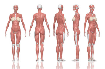 Human anatomy female muscles. 3D illustration and paths di cut inside.