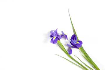 Fototapeta na wymiar the Violet Irises xiphium (Bulbous iris, Iris sibirica) on white background with space for text. Top view, flat lay. Holiday greeting card for Valentine's Day, Woman's Day, Mother's Day, Easter!