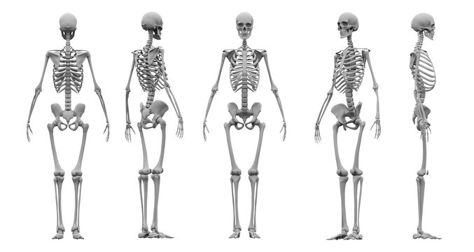 Human skeleton set 3d rendering.