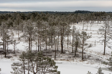 Beautiful winter forest