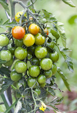 Tomatenstamm mit Regentropfen