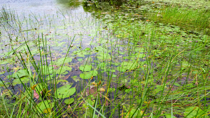 nature lily pond