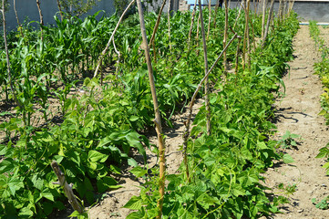 drip irrigation system, green beans in organic hobby garden, square bean gardens, amateur hoby garden ready to yield,
