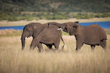 Naklejka na ściany i meble two young elephants playing
