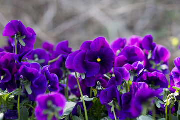 Lila Stiefm&uuml;tterchen im Fr&uuml;hling